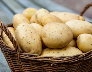 Україна посідає четверте місце серед найбільших світових виробників картоплі